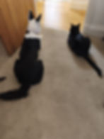 Dog and Cat training