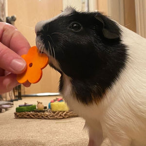 Minnie The Guinea