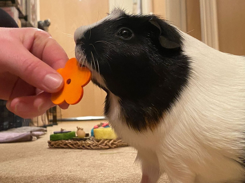Pet training for guinea pigs