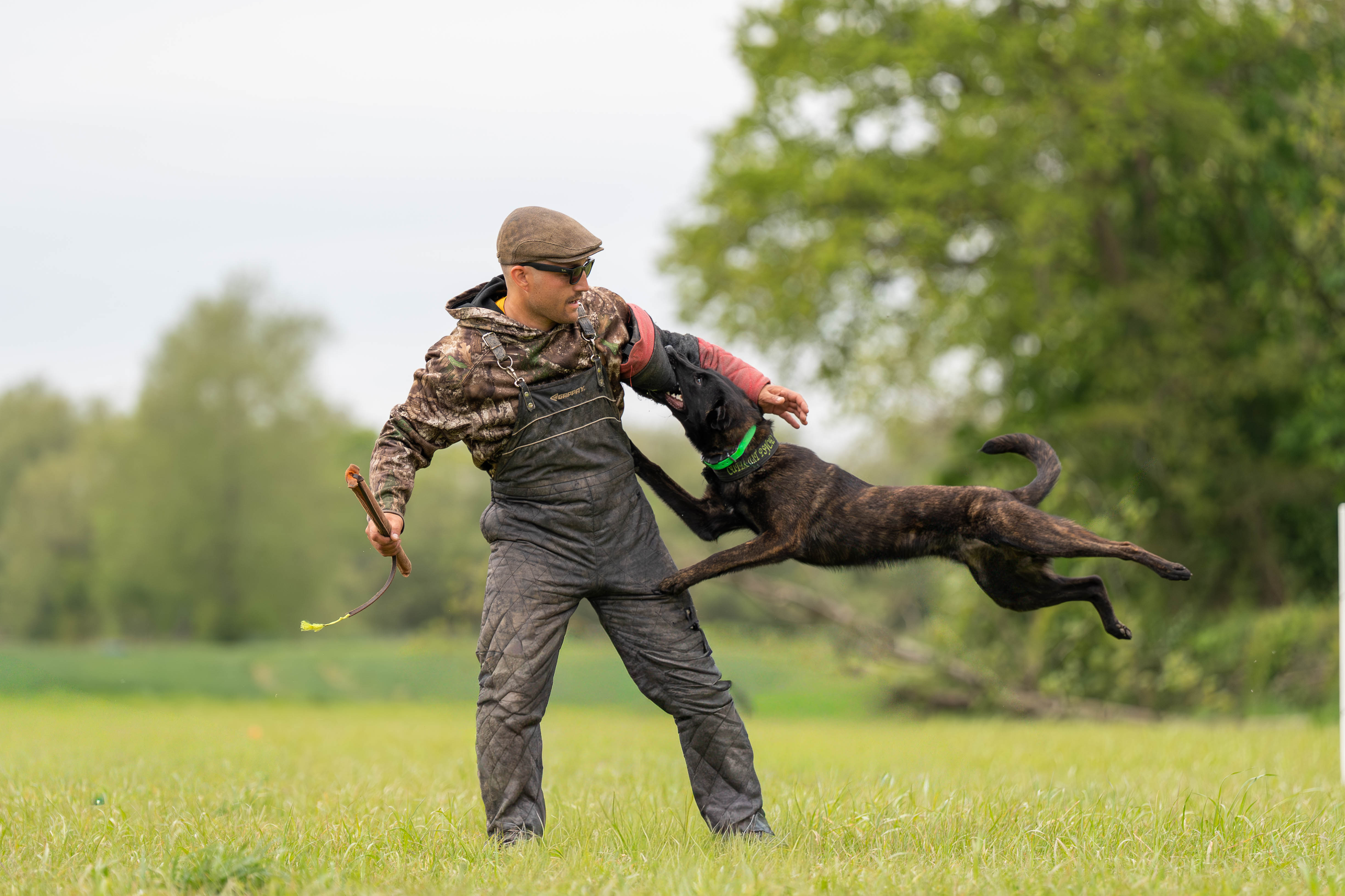 Dog and decoy during sport protection training