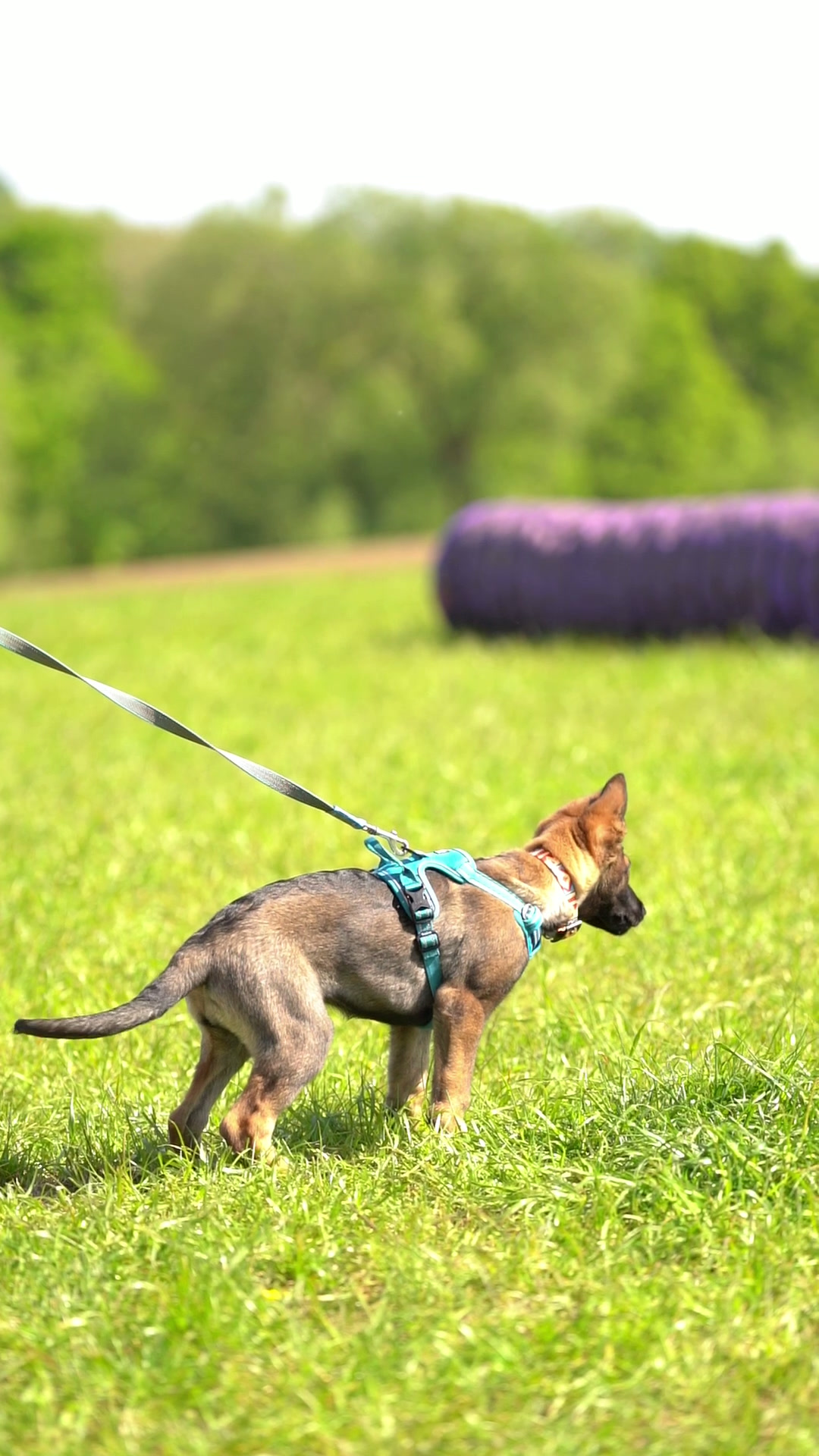 Working dog during outdoor training