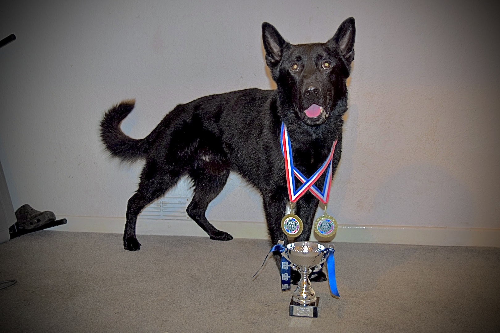 Black German Shepherd with PSA medals and a trophy