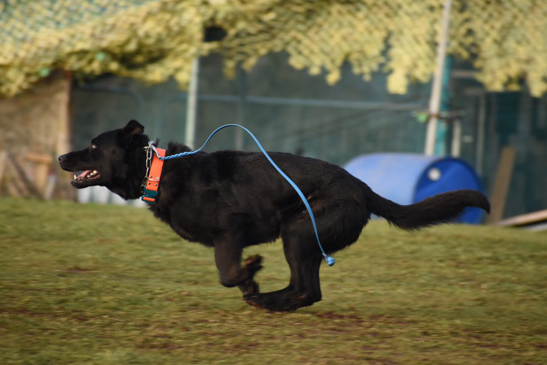 Black German Shepherd running on a training field
