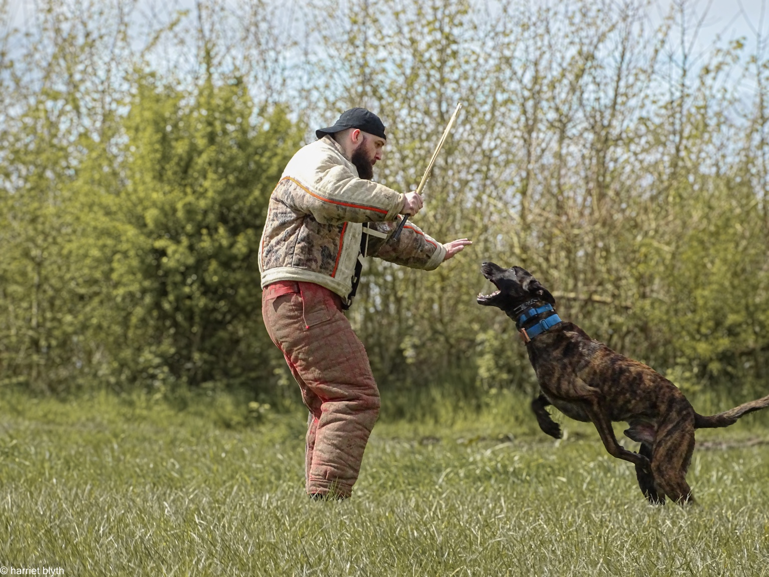 Dog and decoy during protection training — photograph by Harriet Blyth