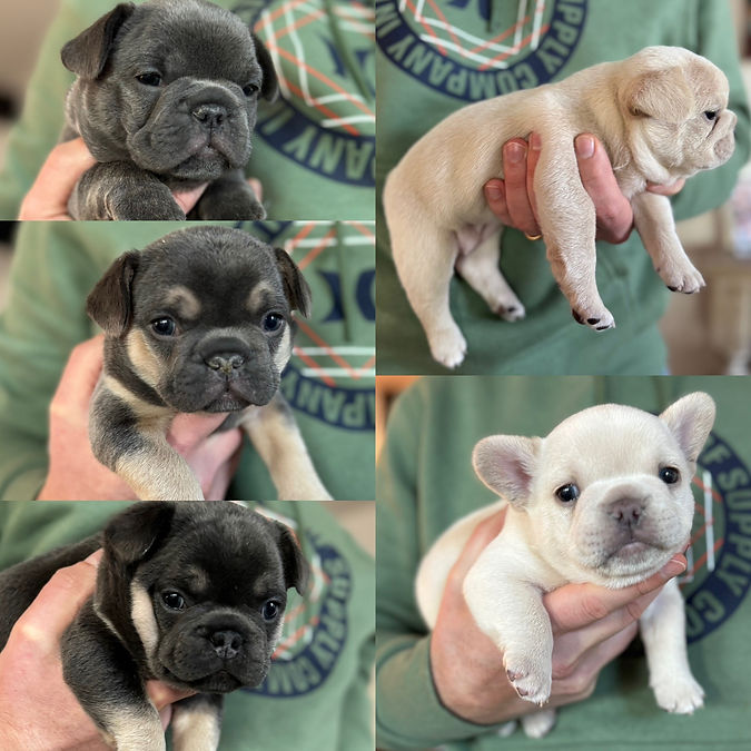 French Bulldog puppy pictures green background