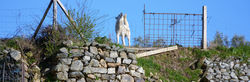 Perro ladrador