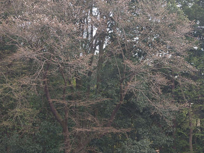 今年の「ヤマザクラ」