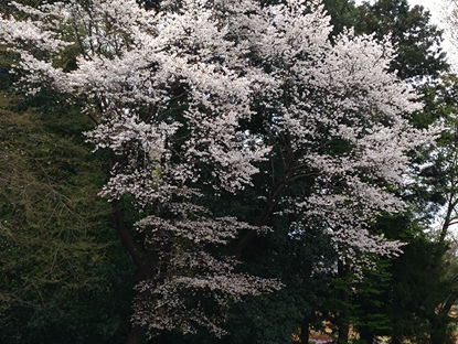 花曇りの日曜日