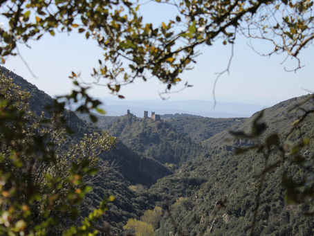 Les Ilhes-Cabardès : La vallée des oliviers