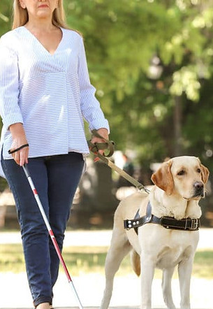 international-guide-dog-day-640x514.jpg