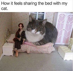 cat meme the sleep shop reno.jpeg