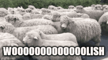 merino wool the Sleep Shop Sparks