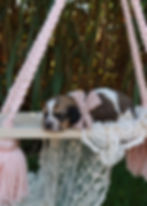mini dachshund puppy for sale