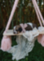 mini dachshund puppy for sale
