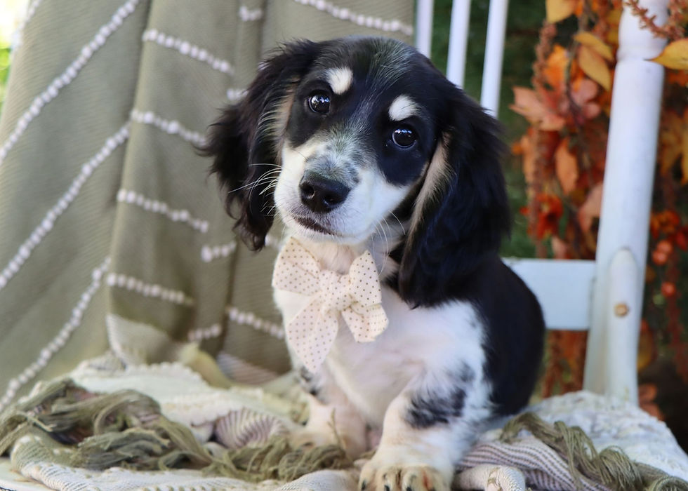 Miniature Dachshund Puppy