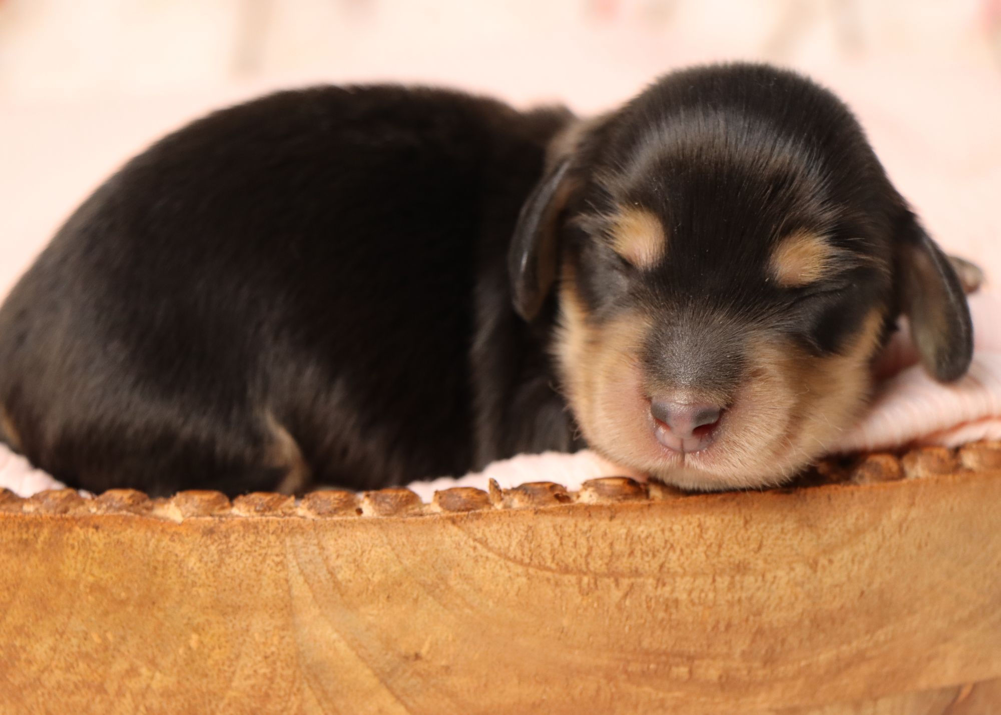 Mini Dachshund Puppy For Sale