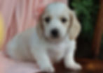 mini dachshund puppy for sale