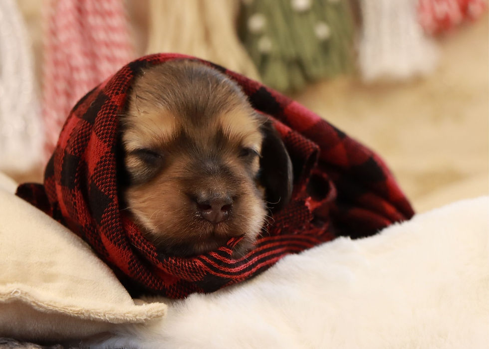 Mini Dachshund Puppy For Sale