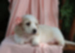 mini dachshund puppy for sale