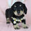 Thumbnail: Mini Dachshund Puppy