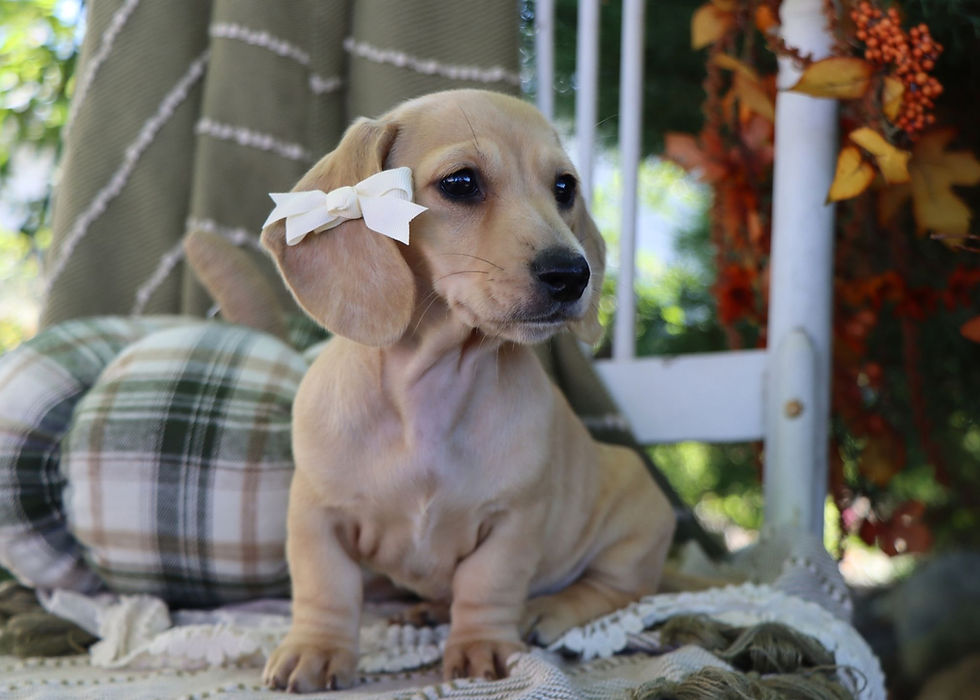 Brooke, Miniature Dachshund Puppy For Sale In Indiana