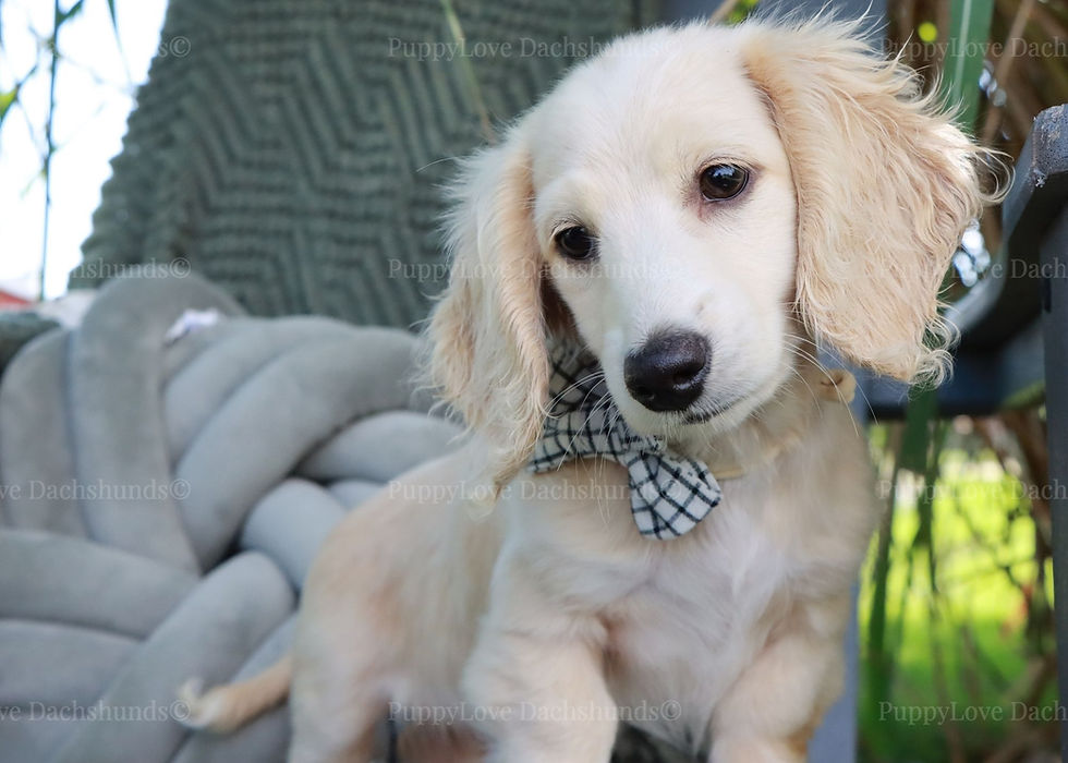 Pippin,Mini Dachshund Puppy For Sale
