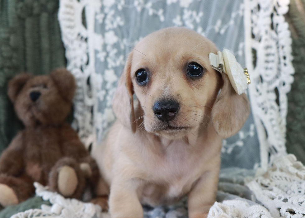 Thumbnail: Brooke, Miniature Dachshund Puppy For Sale In Indiana