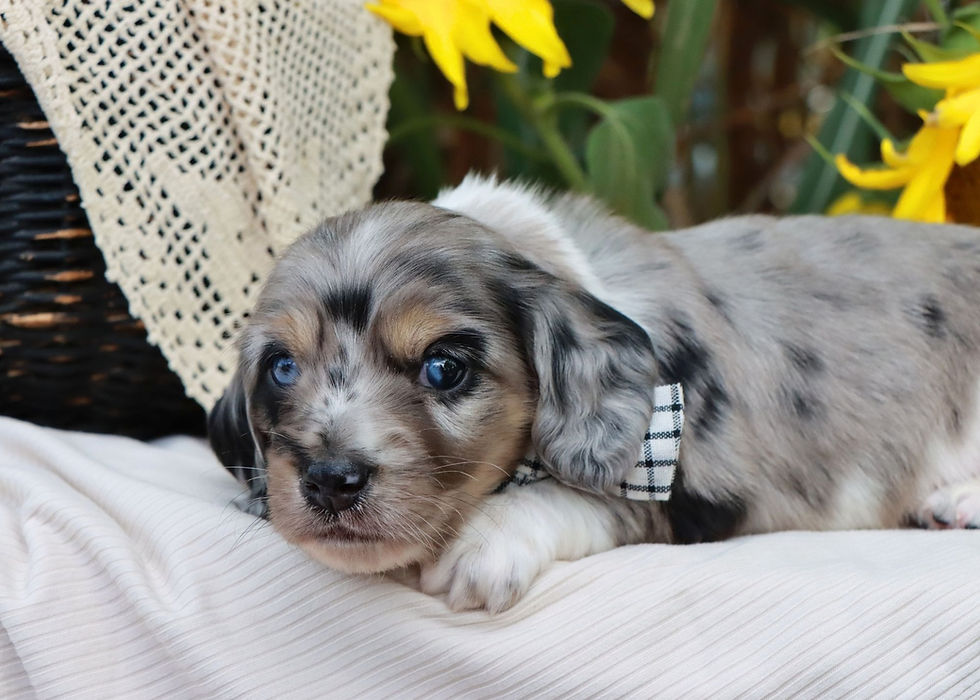 Thumbnail: Mini Dachshund Puppy For Sale