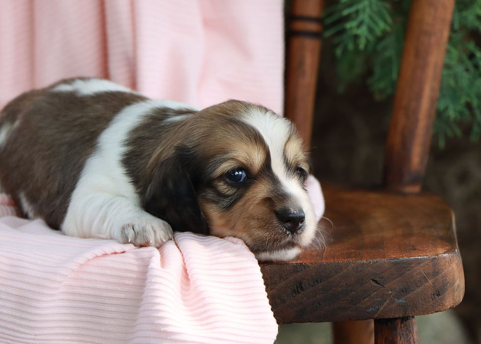 Thumbnail: mini dachshund puppy for sale
