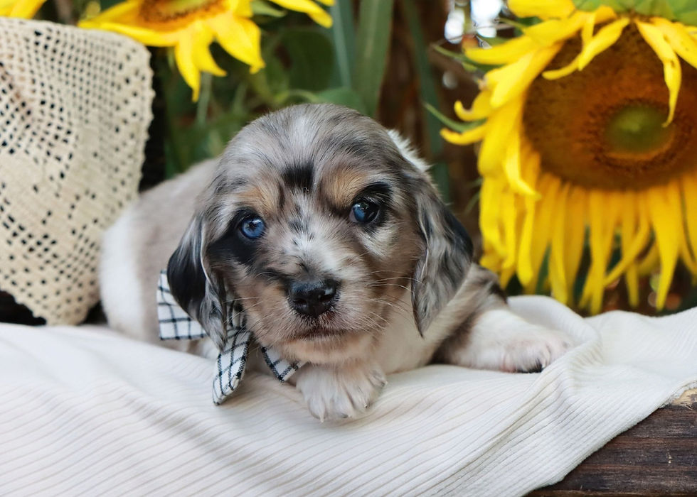 Thumbnail: Mini Dachshund Puppy For Sale