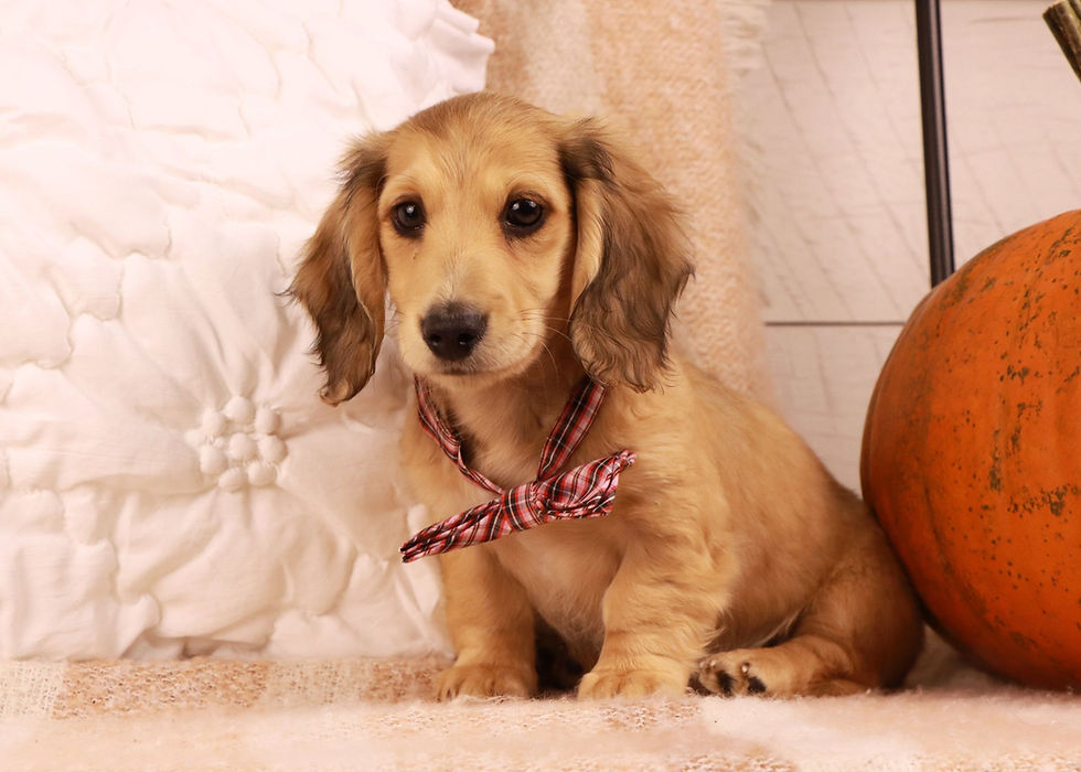 Mini Dachshund Puppy for sale