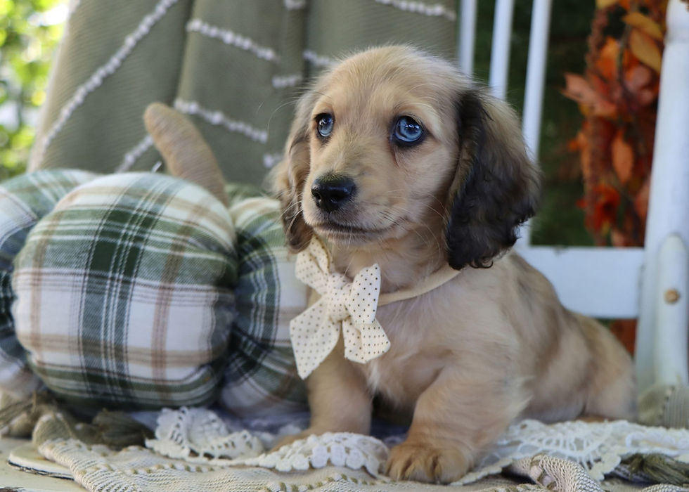 Oak, Miniature Dachshund Puppy For Sale In Indiana