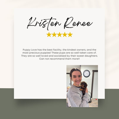 Mini Dachshund Puppy