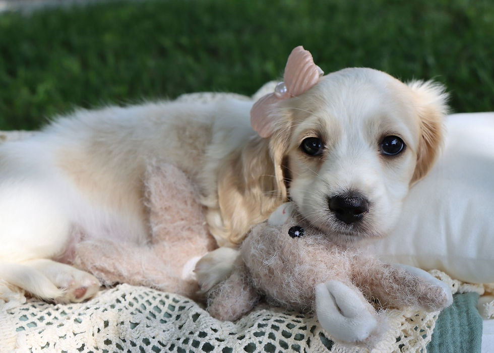 mini dachshund puppy