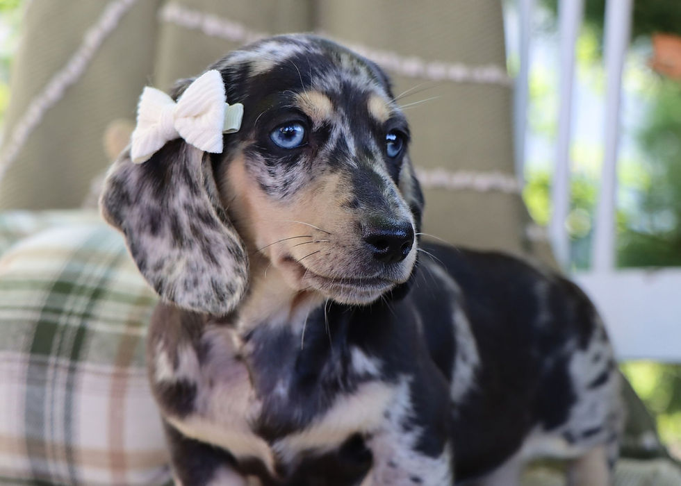 Violet, Miniature Dachshund Puppy For Sale In Indiana