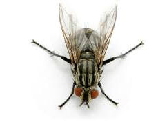 cluster-flies-removal.jpeg