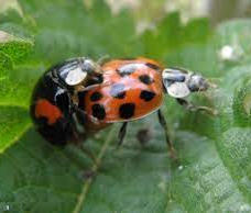 ladybird-control-dorset.jpeg
