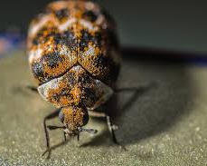 carpet-beetle-dorchester.jpeg