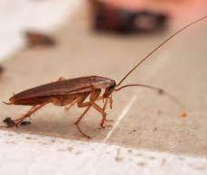cockroach-control-wareham.jpeg