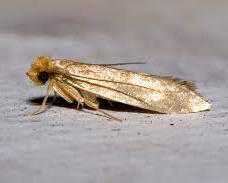 moth-control.jpeg