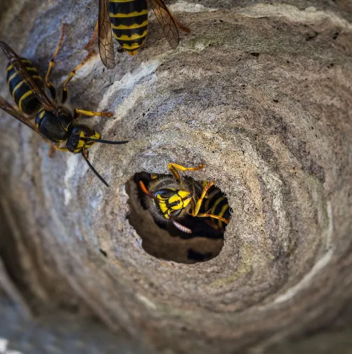 Pest Control 24 7 Dorset Pest Control Services