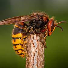 hornet-control.jpeg