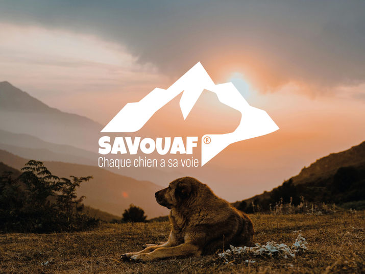 Une identité visuelle inspirée des paysages savoyards, où le profil d'un berger de Savoie se fond dans les montagnes pour incarner une approche authentique, libre et profondément ancrée dans la relation entre le chien et son environnement.