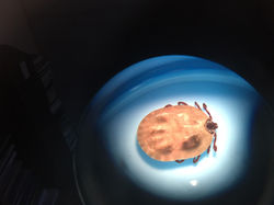 Tick