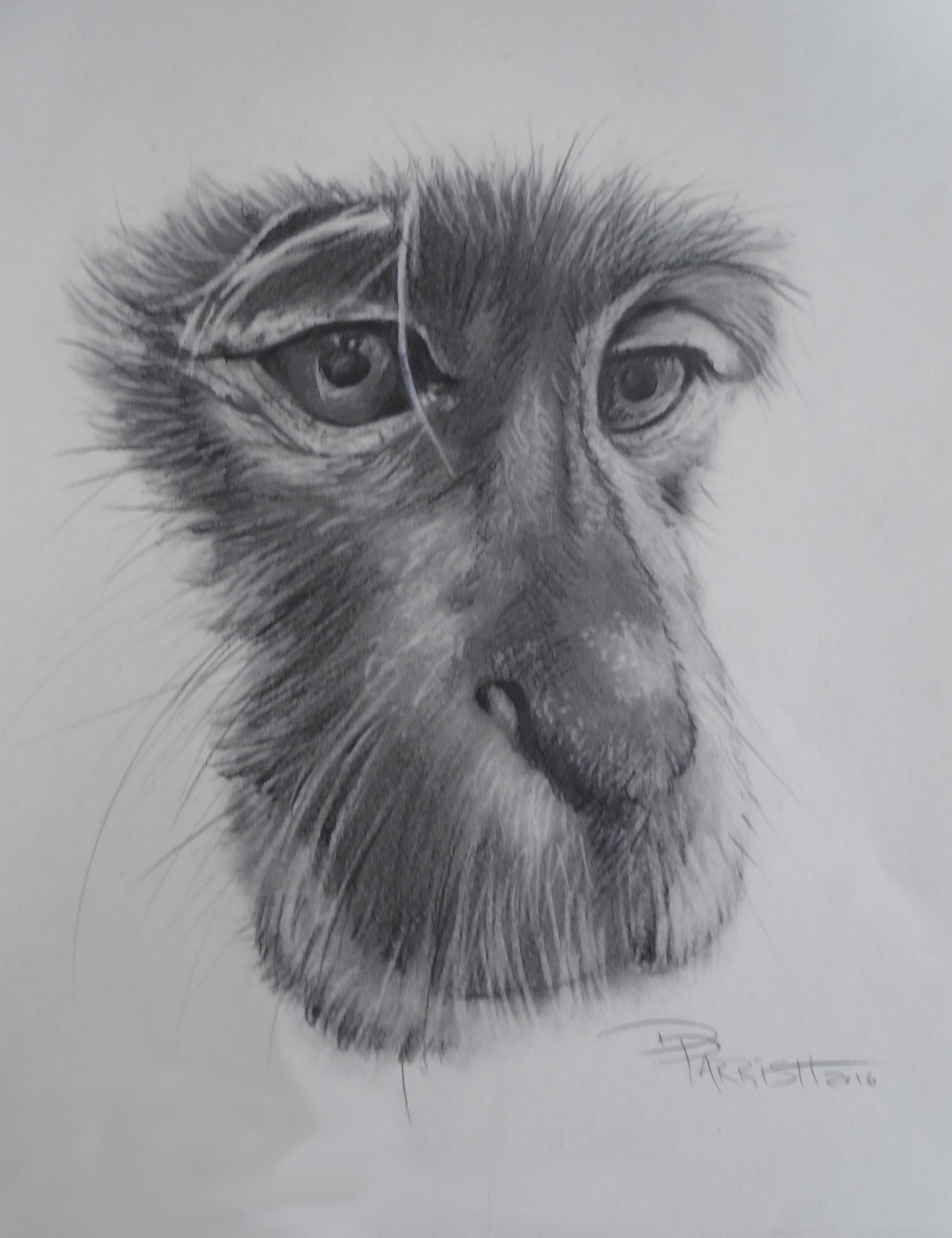 Parrish_Vanishing_Vervet