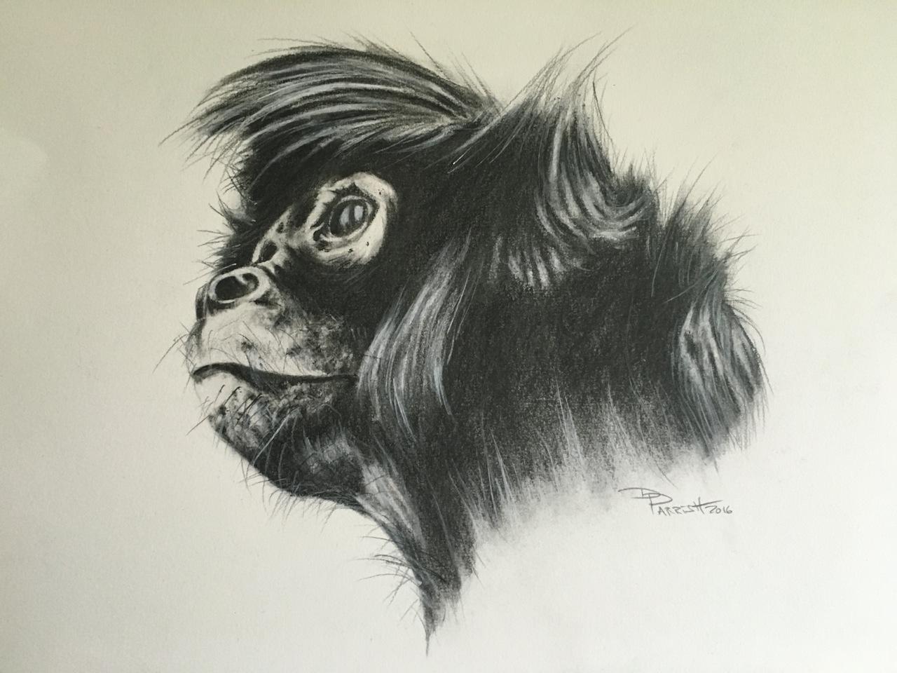 Spider Monkey 2016