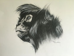 Spider Monkey 2016