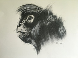 Spider Monkey 2016