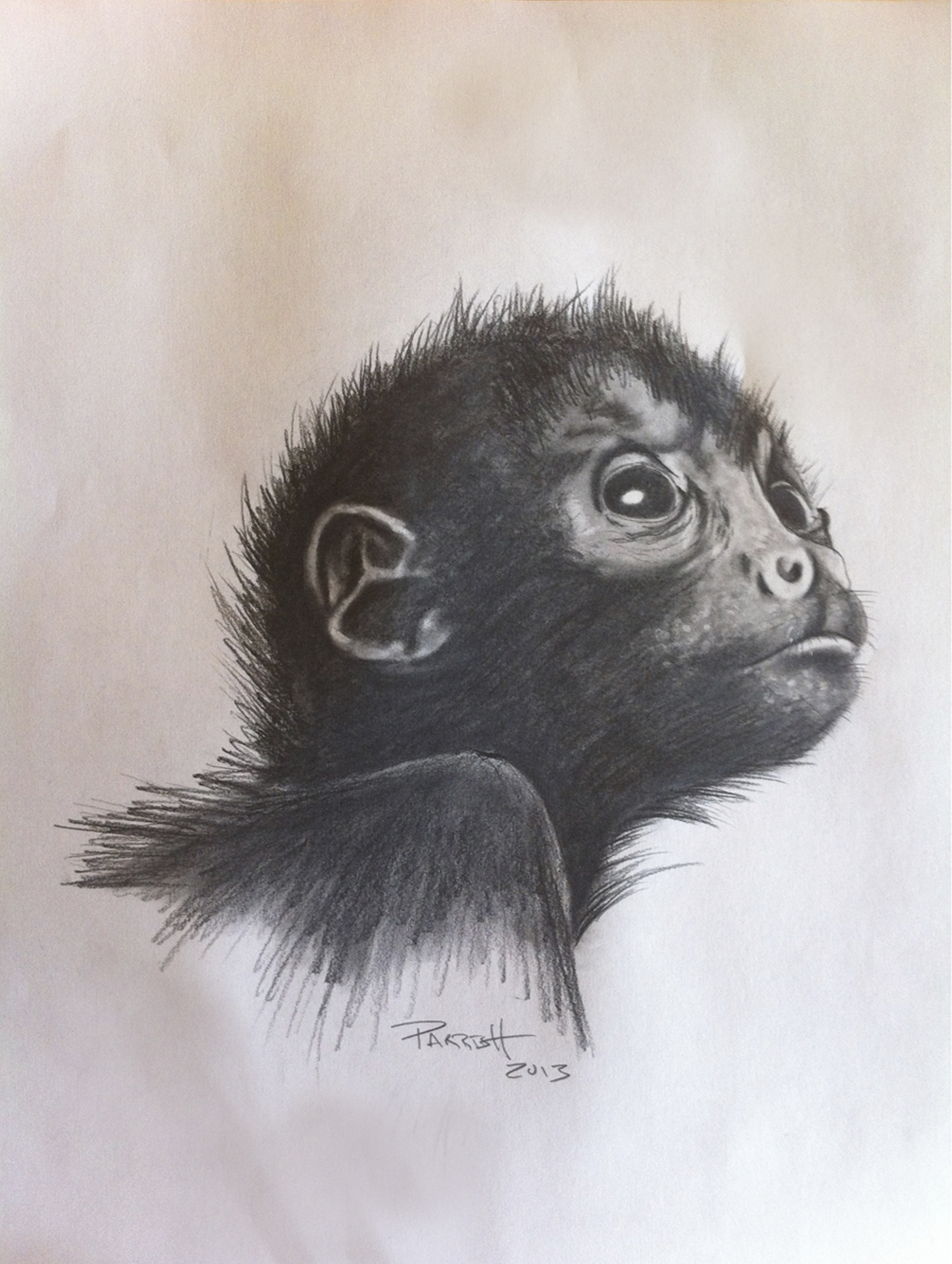DennisParrish_SpiderMonkey_GraphiteCharcoal_10x12
