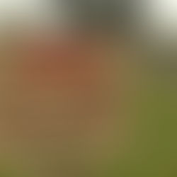 By what authority do Maori groups impose restrictions on the rest of the community?